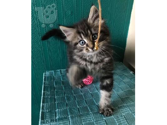 PoulaTo: Maine Coon Kittens προς πώληση